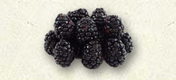 Blackberries