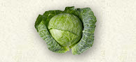 Cabbage