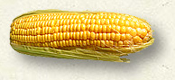 Ear of corn