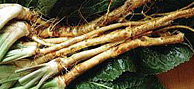 Horseradish